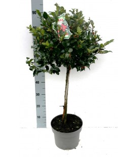 Ilex Blue maid Ø 26 h 90