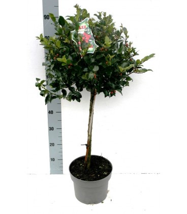 Ilex Blue maid Ø 23 h 90