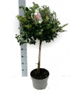Ilex Blue maid Ø 23 h 90