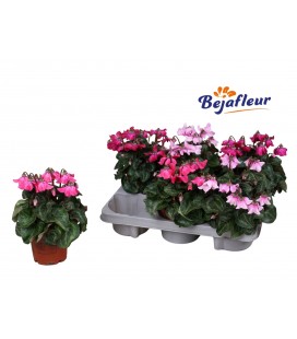Cyclamen sup Petticoa Ø 10.5