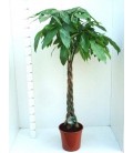 Pachira pot de 27 h 170 cm