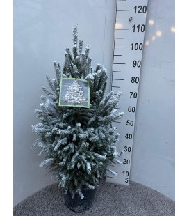Picea super green Ø 28 h 105