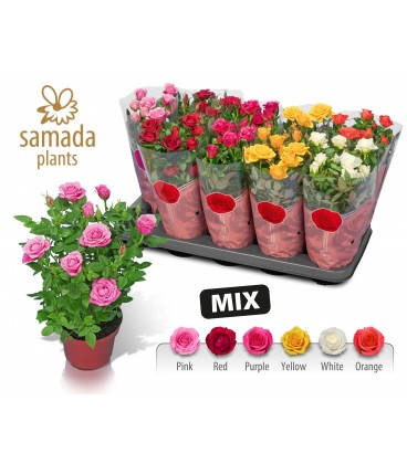 Rosier Star mix pot 12 h 30 