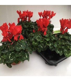 Cyclamen Macro Ø 12 Mélange