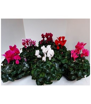 Cyclamen sup Xl Ø13