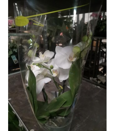 Phalaeno Blanc Ø 12  2 branche 