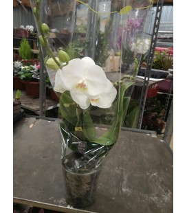 Phalaeno Blanc Ø 12  1 branche 