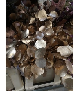 Eucalyptus Populus Or Antique 60cm 