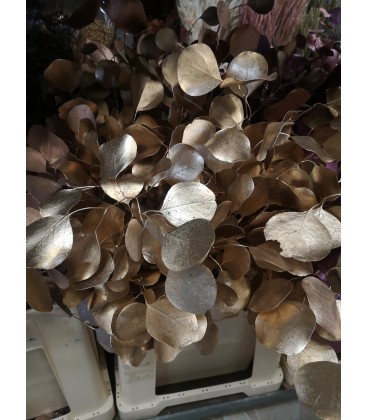 Eucalyptus Populus Or Antique 60cm 