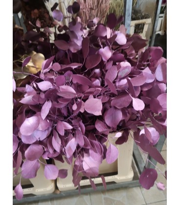 Eucalyptus Populus Cerise  60 cm 