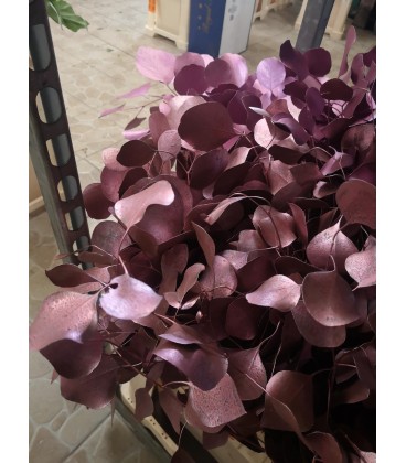 Eucalyptus Populus Rose 60 cm 