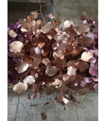 Eucalyptus Populus Cuivre 60 cm 