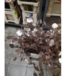 Eucalyptus Populus Champagne 60 cm 