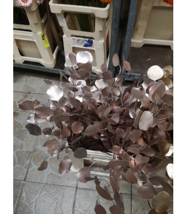 Eucalyptus Populus Champagne 60 cm 