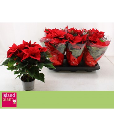 Poinsettia univers Ø 13