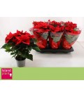 Poinsettia univers Ø 13