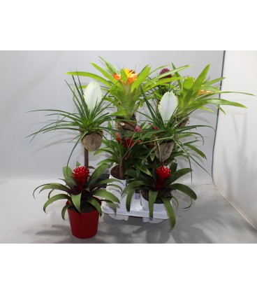 Bromelia Op hout pot de 13 H70