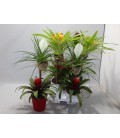 Bromelia Op hout pot de 13 H70