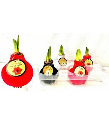 Bulbe amaryllis ciré