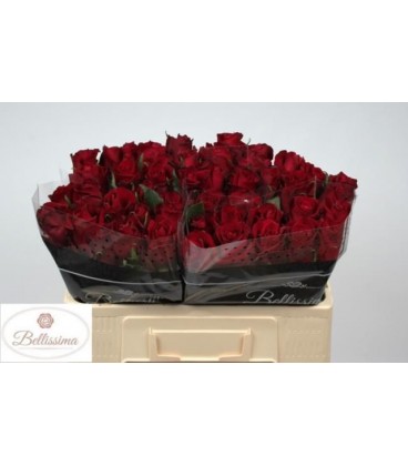 Rose Ever Red 50 cm