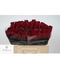 Rose Ever Red 50 cm