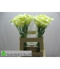 Calla ov  60 cm 