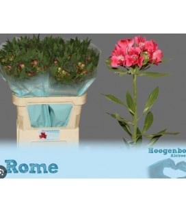 Alstromeria Rome