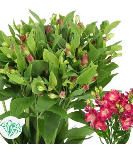 Alstromeria Noa