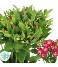 Alstromeria Noa