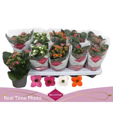 Kalanchoe mix Ø 10.5