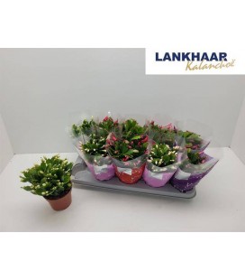 Schlumbergera flame mix Ø 12