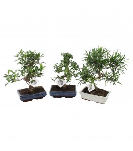 Bonzail mix Ø 25 h 35