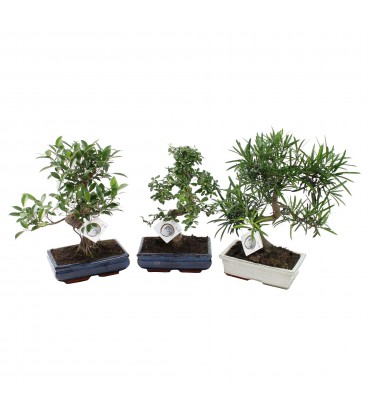 Bonzail mix Ø 21 h 28