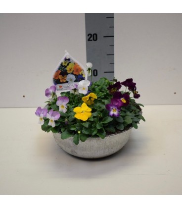 Pensée cornuta coupe Ø23