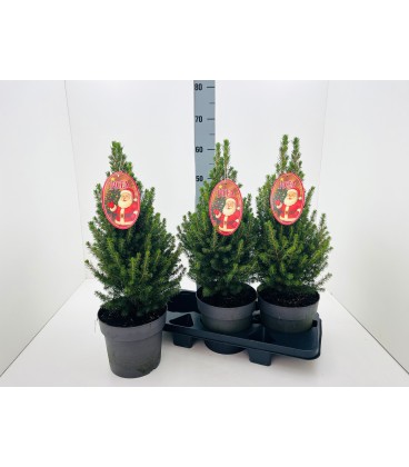 Picea perfecta Ø 19 h 60