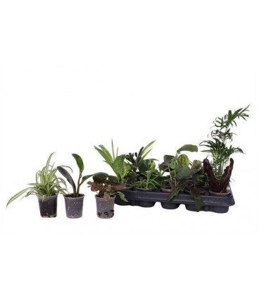 Plantes vertes Mix pot de 17 
