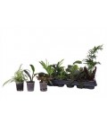 Plantes vertes Mix pot de 17 