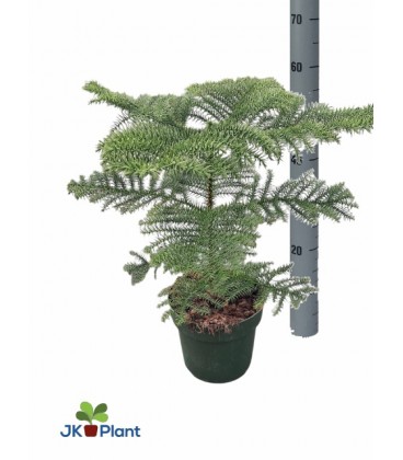 Araucaria pot de 17 h 40 cm