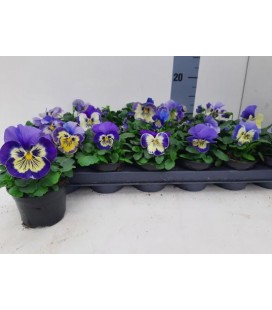 Pensée viola cornuta Ø 09
