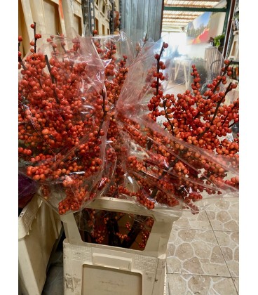 Ilex Orange 100 cm