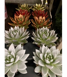 Echeveria Miranda pot de 8.50