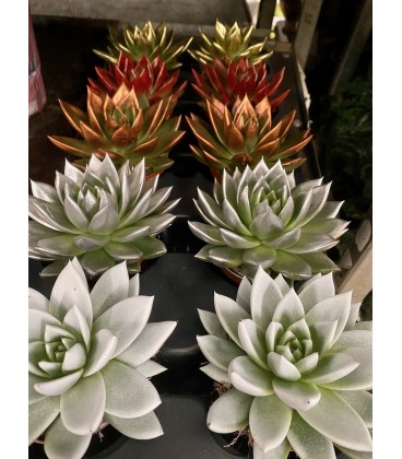 Echeveria Miranda pot de 8.50