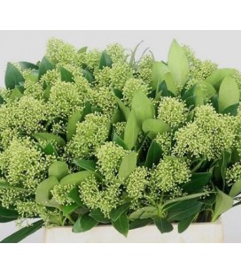 Skimmia Frank Whit ( le bottillon)