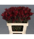 Leucadendron Salignum spray 60 cm
