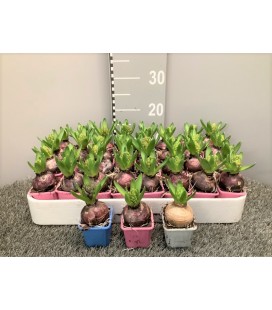 Jacinthe Mix coul Ø 08 Gros bulbe