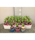 Jacinthe Mix coul Ø 08 Gros bulbe