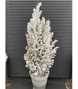 Ellwoodi neige pot de 13 h 50