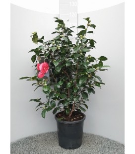 Camelia Japonica Pot de 30