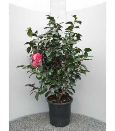 Camelia Japonica Pot de 30 h80-100