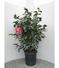 Camelia Japonica Pot de 30
